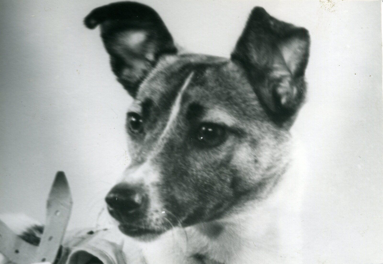Grainy monochrome close-up of a small pricked-ear dog, harness straps at the edge
